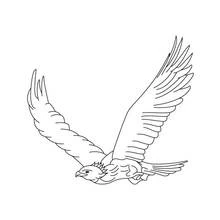 Coloriage Aigle en plein vol avec ailes déployées