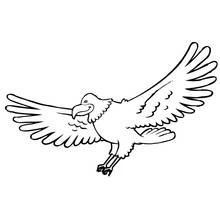 Coloriage Aigle volant les ailes déployées