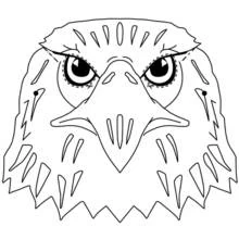 Coloriage Aigle vu de face