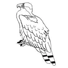 Coloriage Aigle perché aux ailes repliées