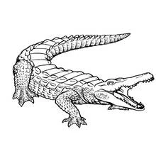Coloriage Alligator gueule ouverte et queue enroulée