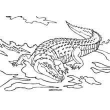 Coloriage Alligator rampant dans l'eau