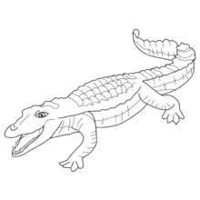 Coloriage Alligator à la queue enroulée et gueule ouverte