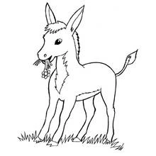 Coloriage Âne broutant de l'herbe et une fleur Coloriage Âne broutant de l'herbe et une fleur