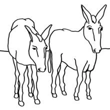 Coloriage Âne et son compagnon côte à côte Coloriage Âne et son compagnon côte à côte