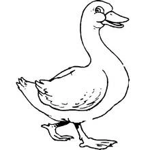 Coloriage Oie marchant avec le cou étiré
