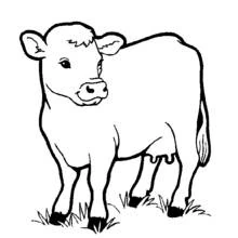 Coloriage Veau debout dans l'herbe