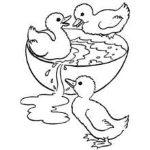 Coloriage Canetons jouant dans un bol d'eau