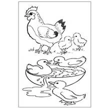 Coloriage Poule avec poussins et canetons dans une bassine