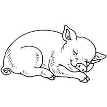 Coloriage Cochon endormi roulé en boule