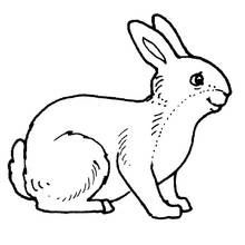 Coloriage Lapin assis de profil