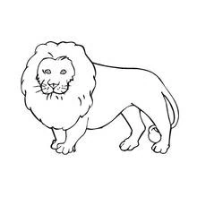 Coloriage Lion debout de face
