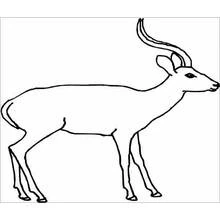 Antilope - Coloriages gratuits à imprimer