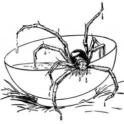 Coloriage Araignée buvant l'eau d'un bol