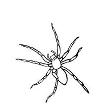 Coloriage Araignée aux huit longues pattes