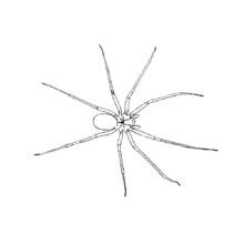 Coloriage Araignée vue de dessus avec ses longues pattes