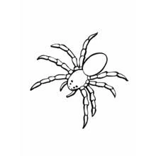 Coloriage Araignée vue de dessus