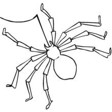 Coloriage Araignée suspendue à son fil