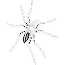 Coloriage Araignée aux longues pattes rayées