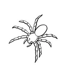 Coloriage Araignée aux longues pattes segmentées