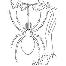Coloriage Araignée suspendue à une branche