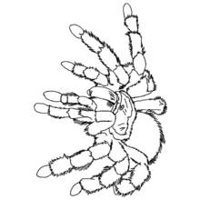 Coloriage Araignée tarentule vue de dessus