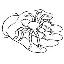 Coloriage Araignée posée sur une main ouverte