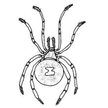 Coloriage Araignée vue de dessus avec un motif sur l'abdomen