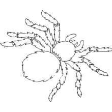 Coloriage Araignée velue vue de dessus