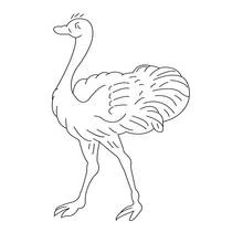 Autruche - Coloriages gratuits à imprimer