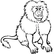 Babouin - Coloriages gratuits à imprimer