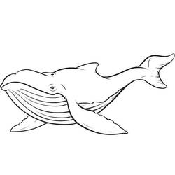 Coloriage Baleine nageant avec son ventre plissé