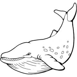 Coloriage Baleine à la queue relevée