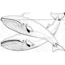 Coloriage Baleine paire nageant côte à côte