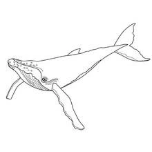 Coloriage Baleine nageant avec ses nageoires déployées