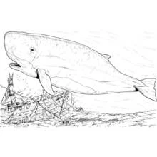 Coloriage Baleine nageant au-dessus d'une épave de navire