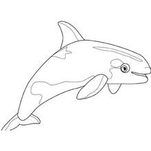 Coloriage Baleine en arc de cercle, nageoire dorsale dressée
