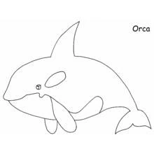 Coloriage Baleine orque nageant avec sa nageoire dressée