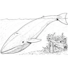Coloriage Baleine nageant près d'une épave de navire