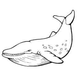 Coloriage Baleine à la nageoire caudale levée