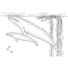 Coloriage Baleine nageant avec son petit sous l'eau