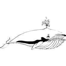 Coloriage Baleine crachant de l'eau par son évent