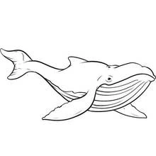 Coloriage Baleine bleue nageant gracieusement