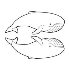 Coloriage Baleine en duo nageant côte à côte