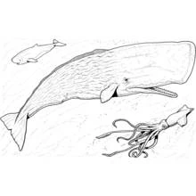 Coloriage Baleine nageant près d'un calmar géant