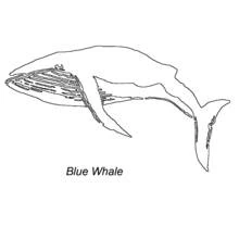 Coloriage Baleine nageant gracieusement