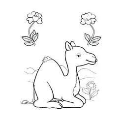 Coloriage Bébé chameau assis dans le désert