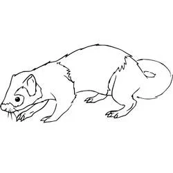 Coloriage Belette reniflant le sol