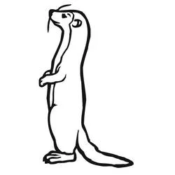 Coloriage Belette regardant vers le haut, pattes repliées