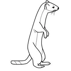 Coloriage Belette debout sur ses pattes arrière